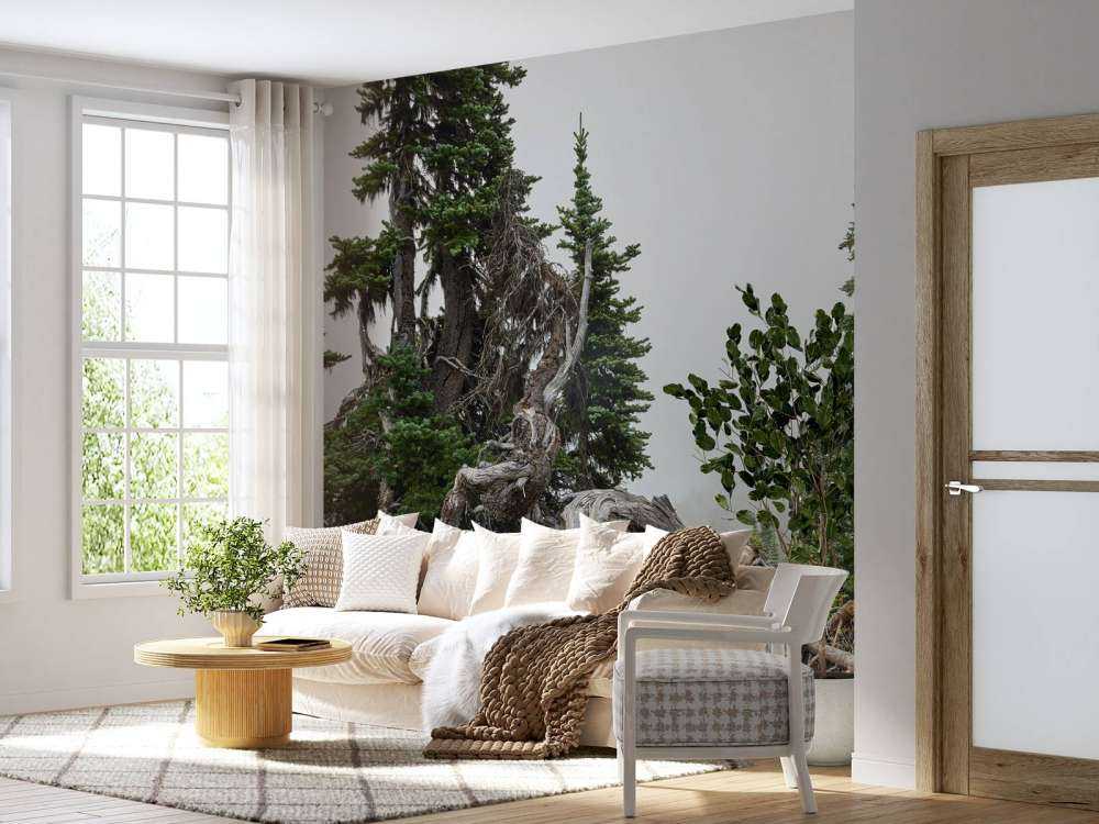 Alberi e vecchi alberi 