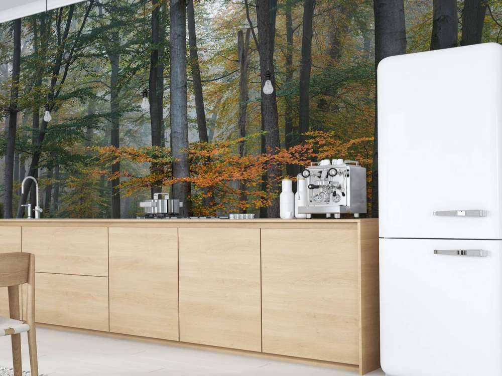 Colori autunnali nella foresta nebbiosa