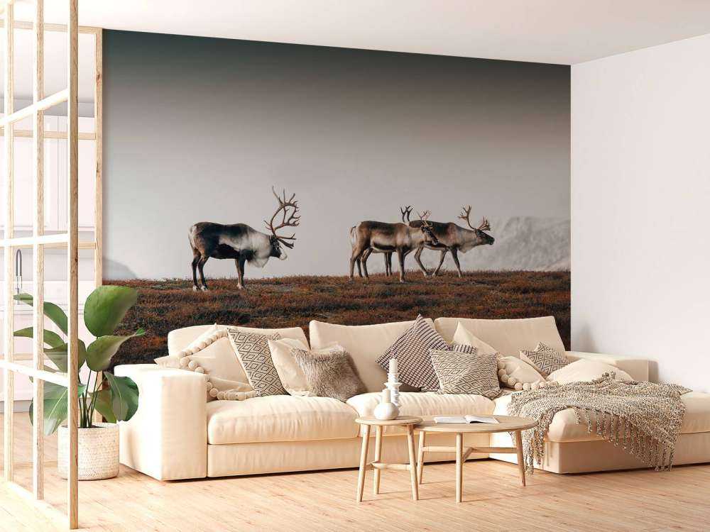 Gruppo di renne nel nord Europa