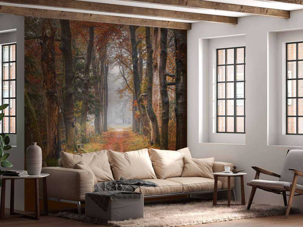 Sentiero forestale con alberi secolari