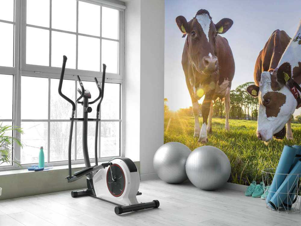 Carta da parati per mucche