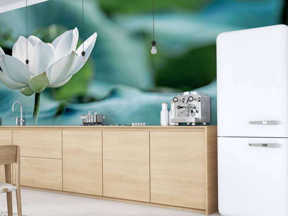 Fiore di loto bianco