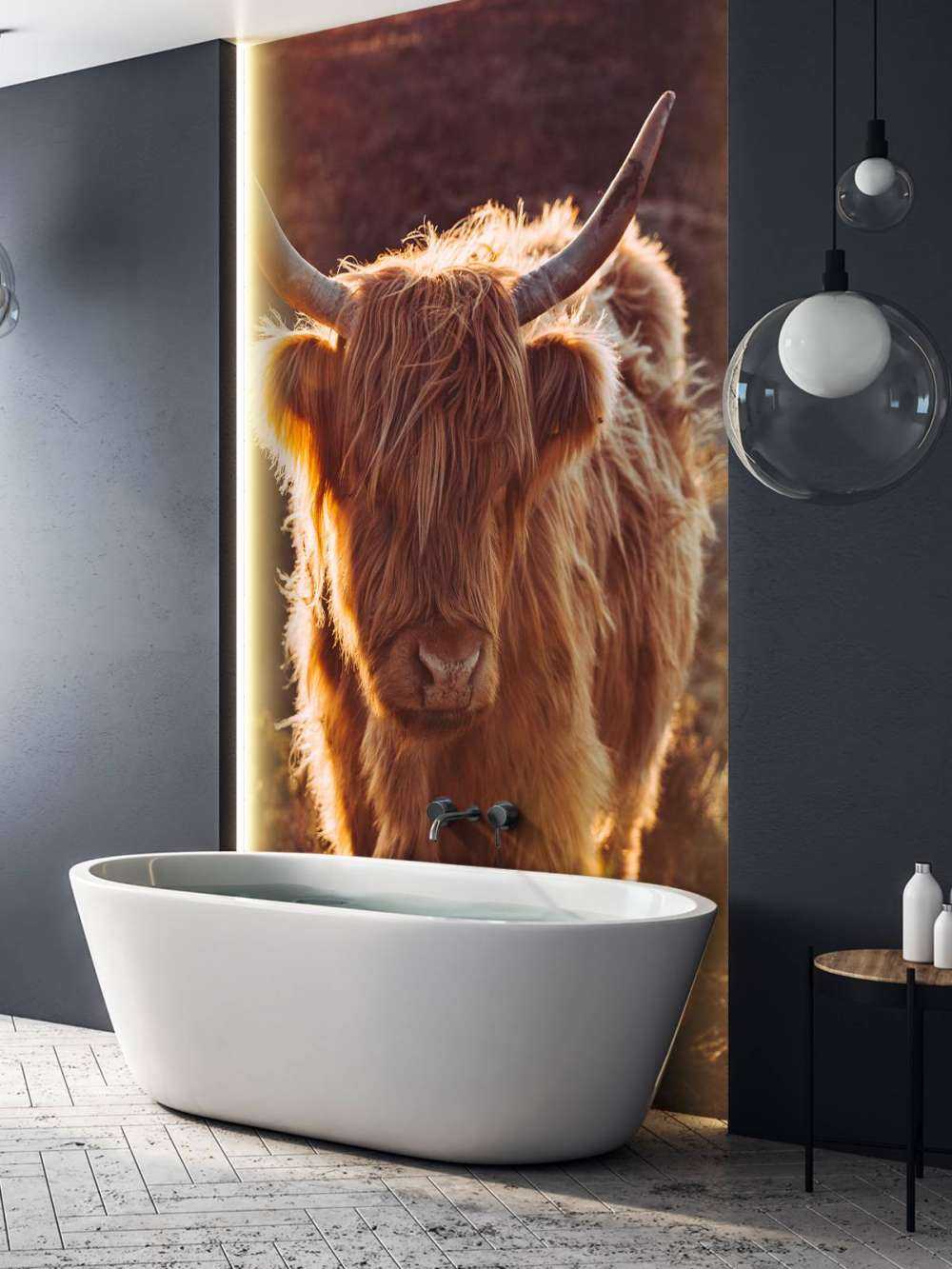 Highlander scozzese al sole