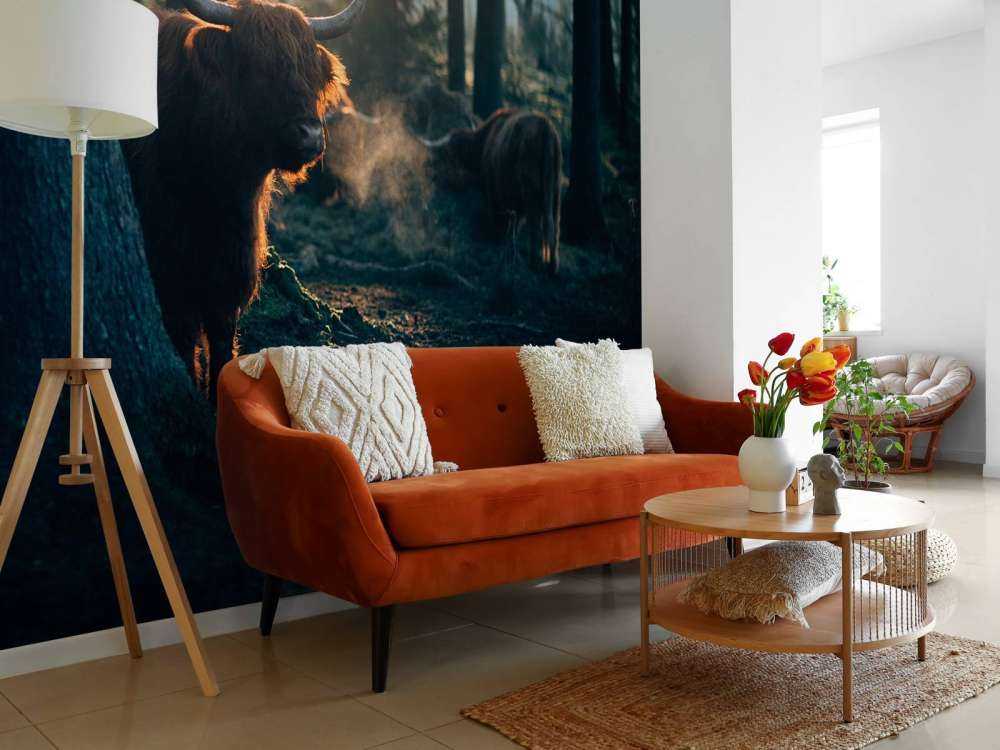 Highlander scozzese nella luce del mattino