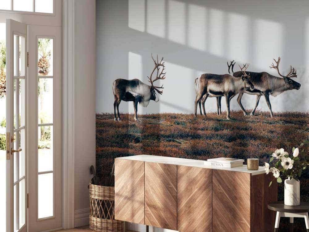 Gruppo di renne nel nord Europa