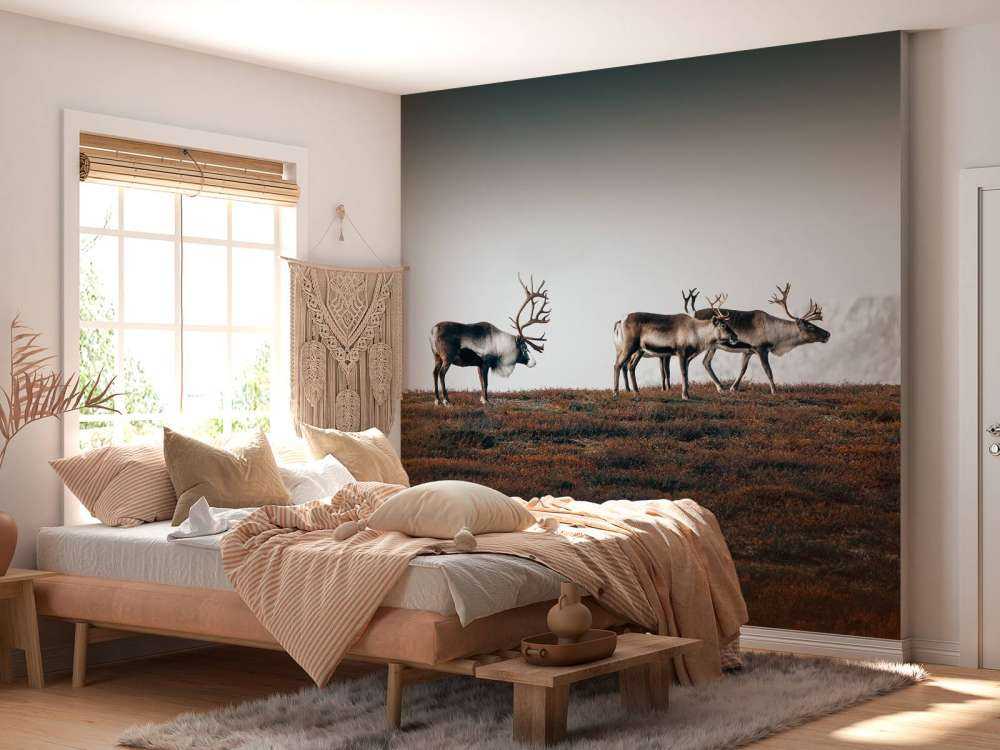 Gruppo di renne nel nord Europa