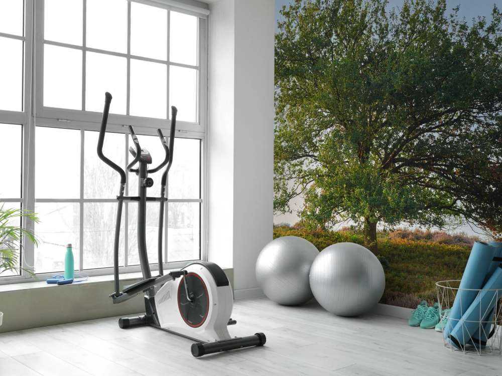 Albero solitario sulla brughiera