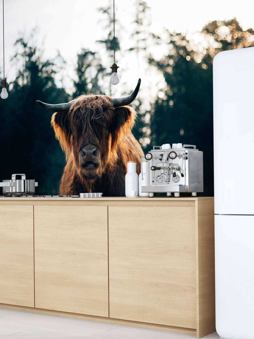 Highlander scozzese al sole del mattino