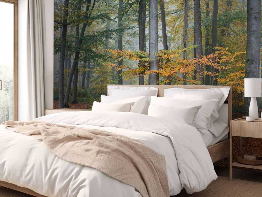 Colori autunnali nella foresta nebbiosa