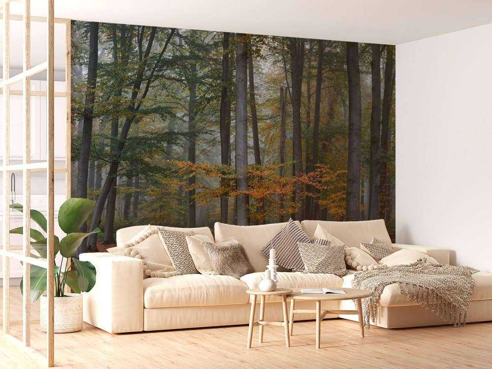 Colori autunnali nella foresta nebbiosa