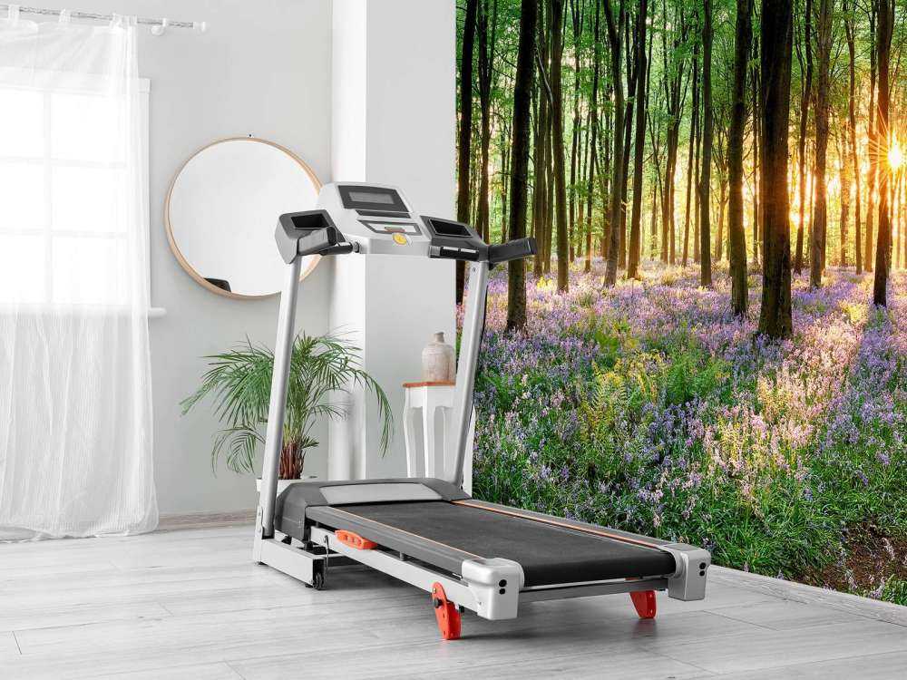 Sentiero della foresta all'alba