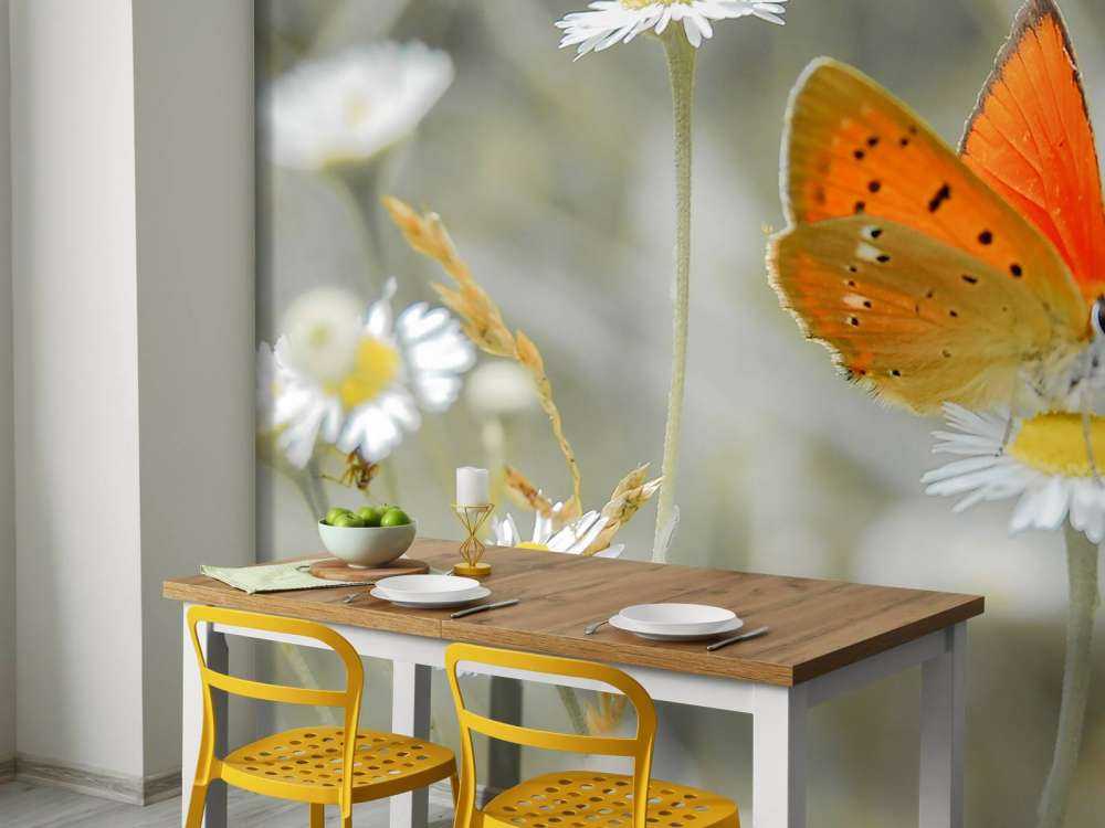 Margherite e farfalla arancione