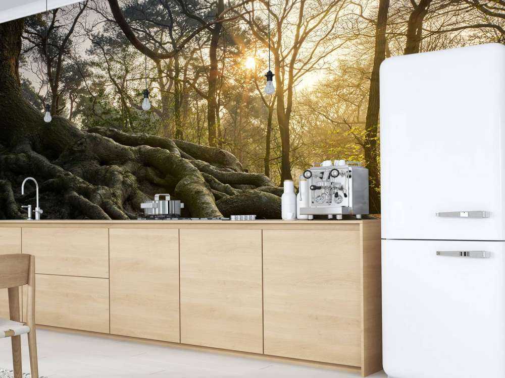 Radici dell'albero sopra il terreno