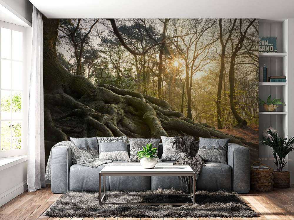 Radici dell'albero sopra il terreno