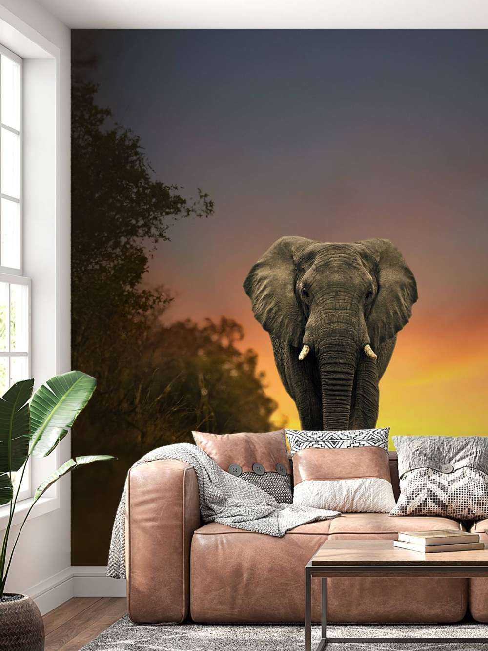 Elefante al tramonto