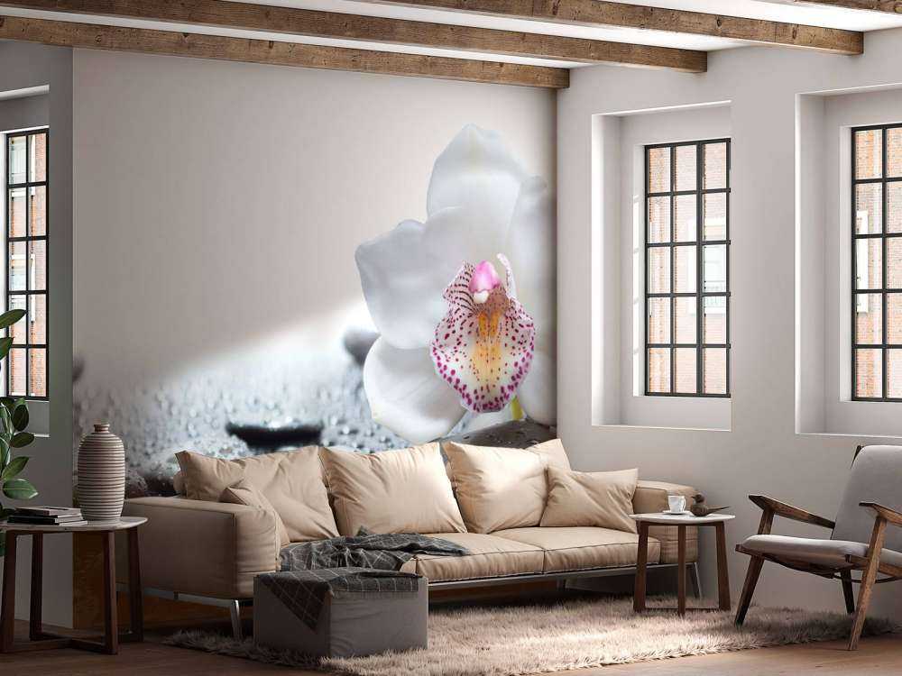 Orchidea bianca
