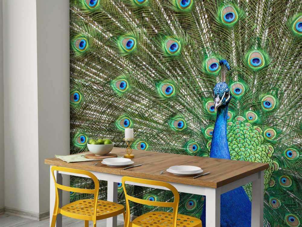 Pavone con piume dilatate