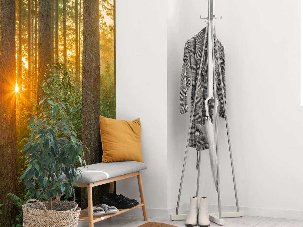 Raggi di sole in una foresta di conifere