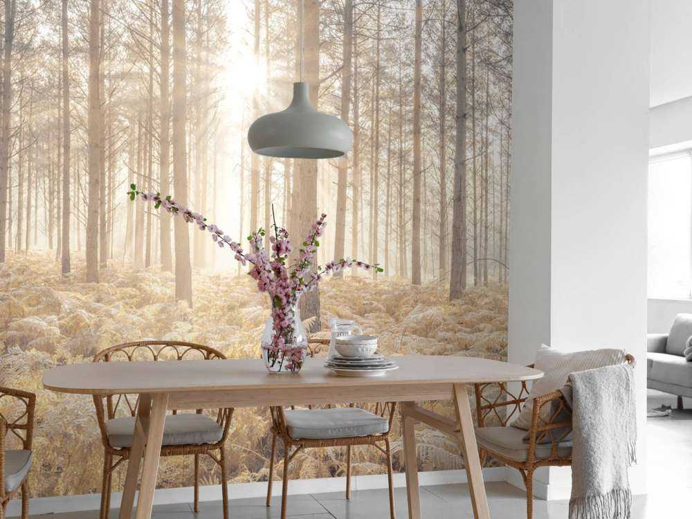 Raggi di sole attraverso la fredda foresta