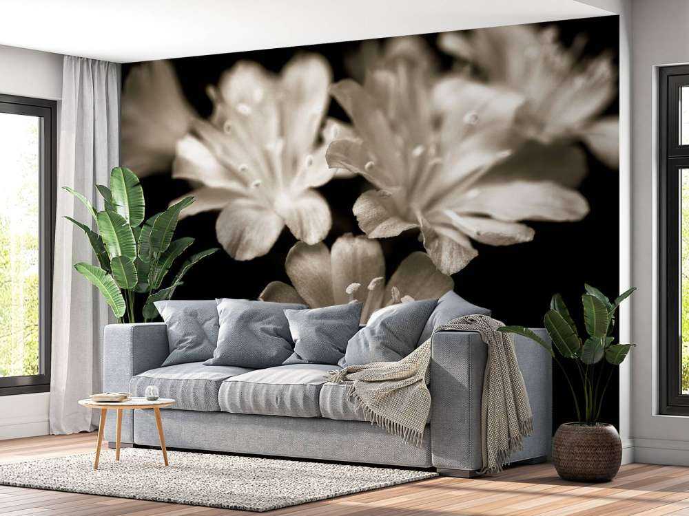 Primo piano del fiore di Lewisia