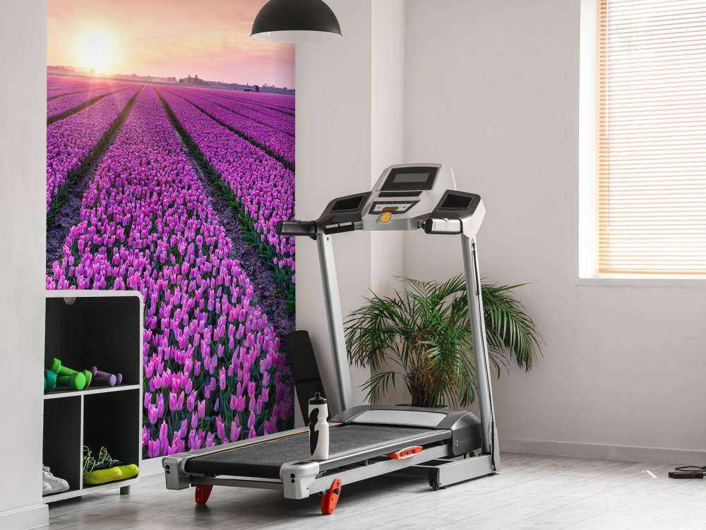 Campo di tulipani all'alba