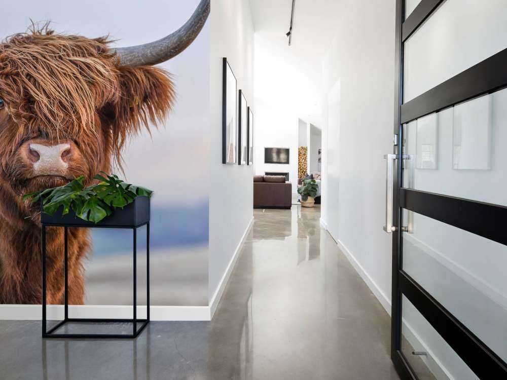 Staring Highlander scozzese