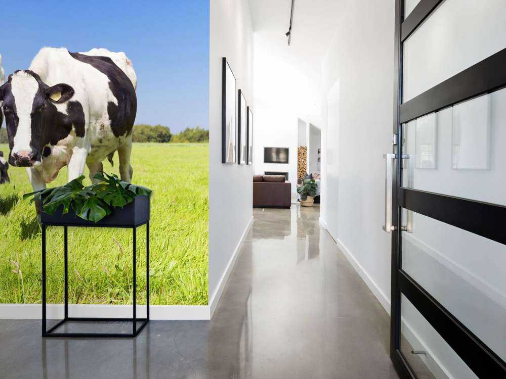 Foto di mucche di carta da parati