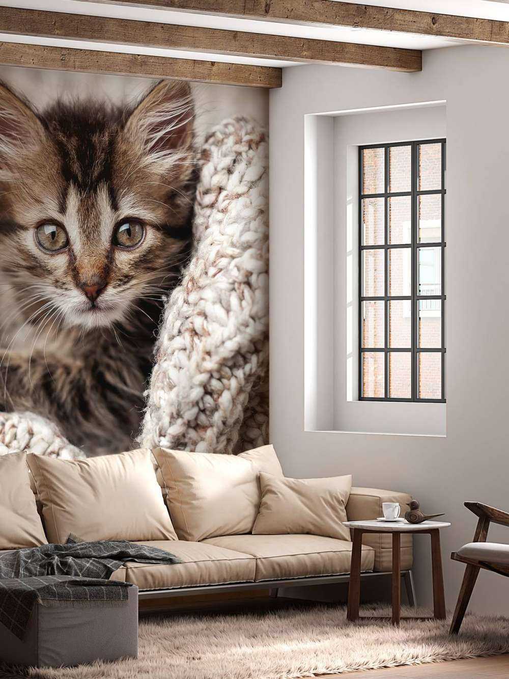 Gatto in una coperta