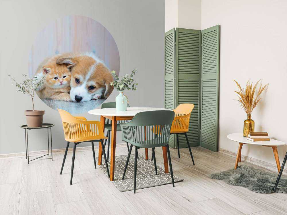 Carta da parati per gatti. Foto di un gattino e di un cucciolo.