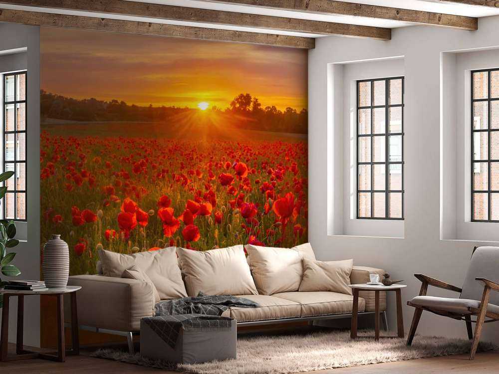 Campo di papaveri in fiore