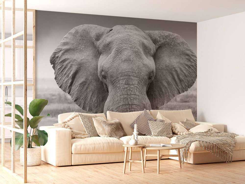 Elefante bianco e nero