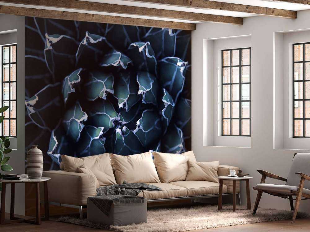 Succulenta blu scuro