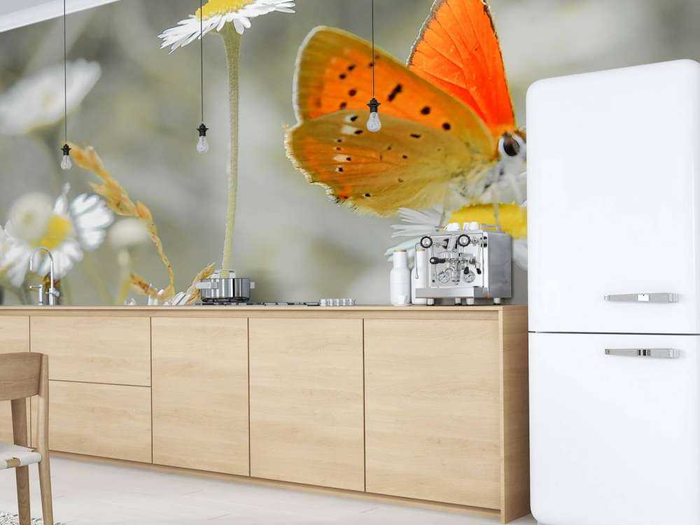 Margherite e farfalla arancione