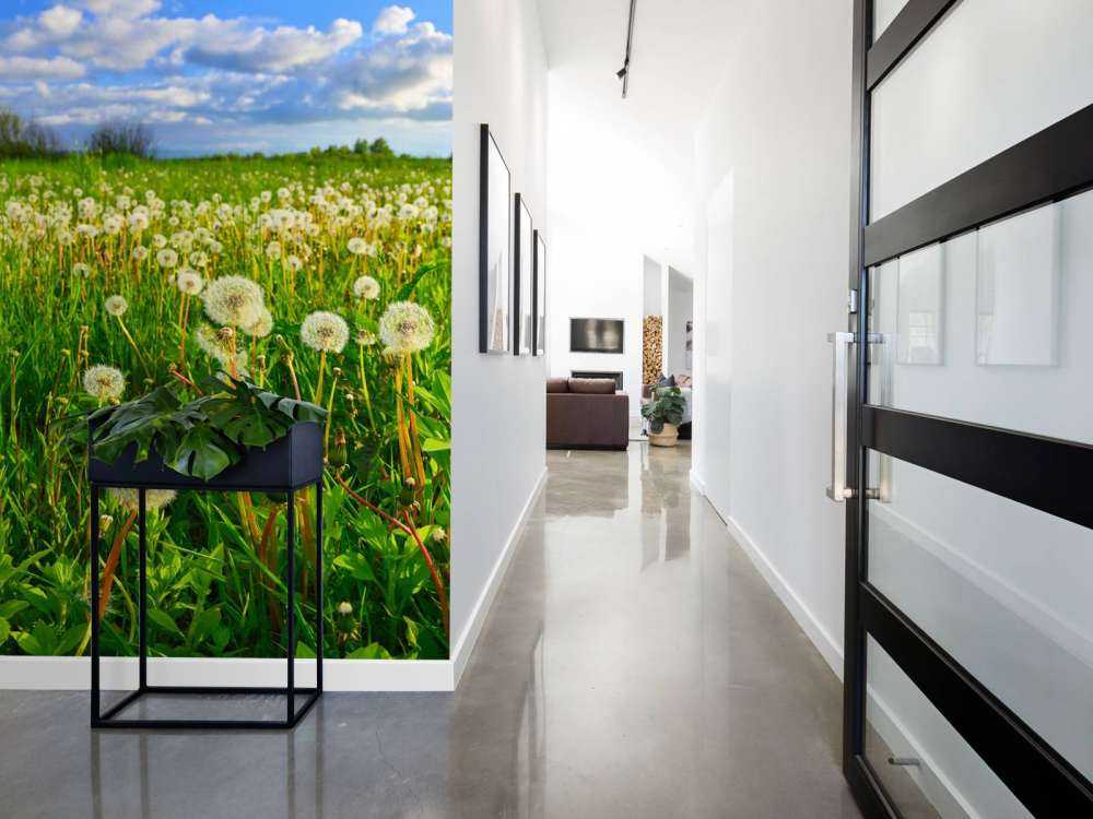 Campo di denti di leone