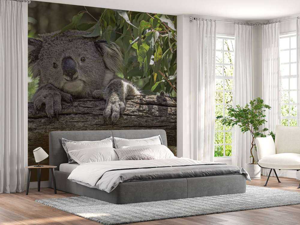 Koala carino