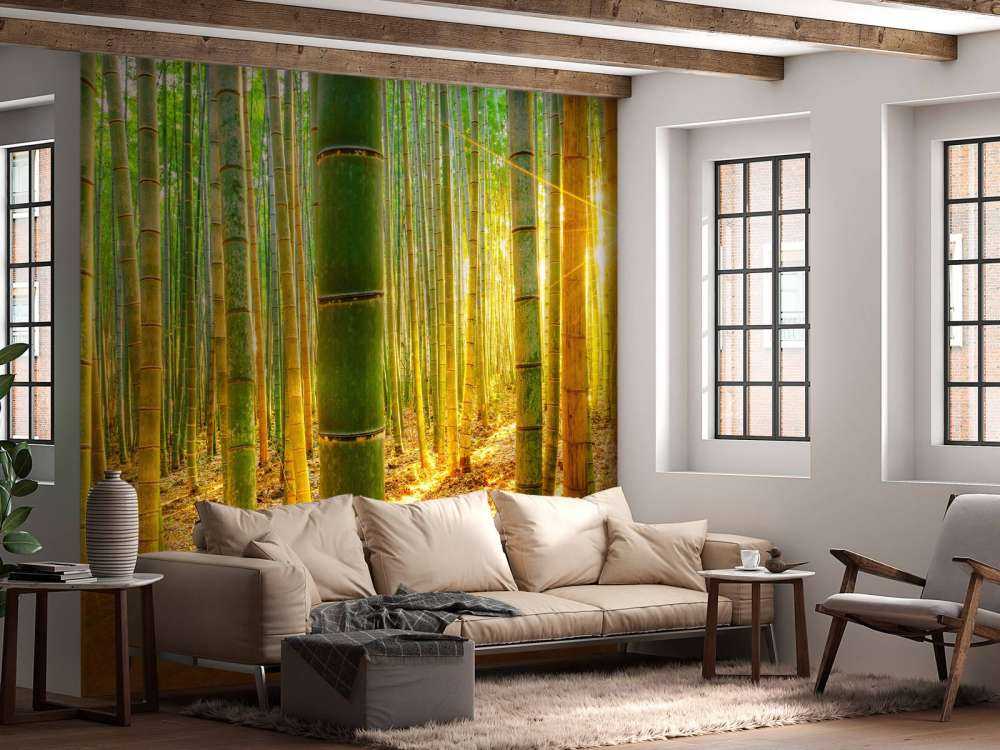 Foresta di bambù all'alba