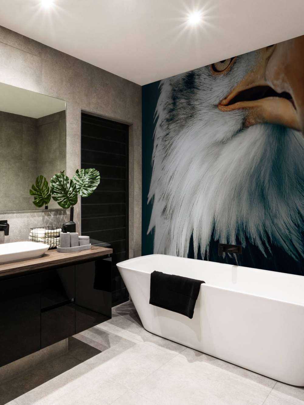 Aquila dalla coda bianca che fissa