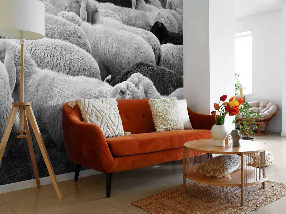 Pecora in bianco e nero