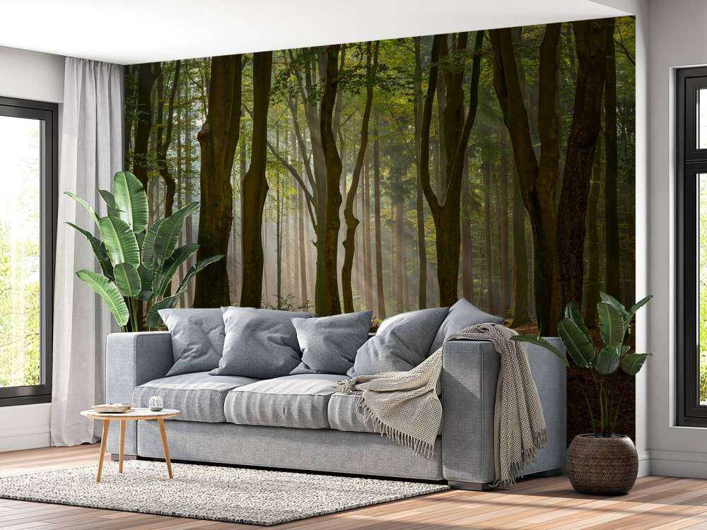 Raggi di sole al percorso attraverso la foresta