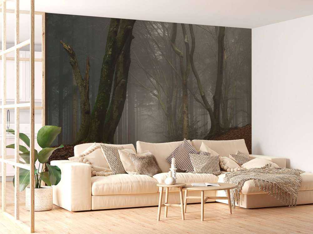 Sentiero attraverso la foresta misteriosa