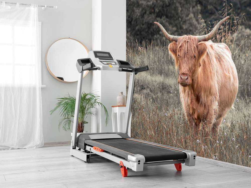 Highlander scozzese in un campo