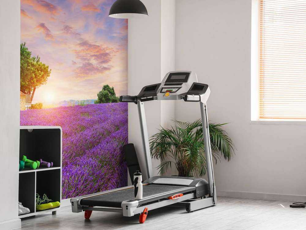 Campo di lavanda all'alba