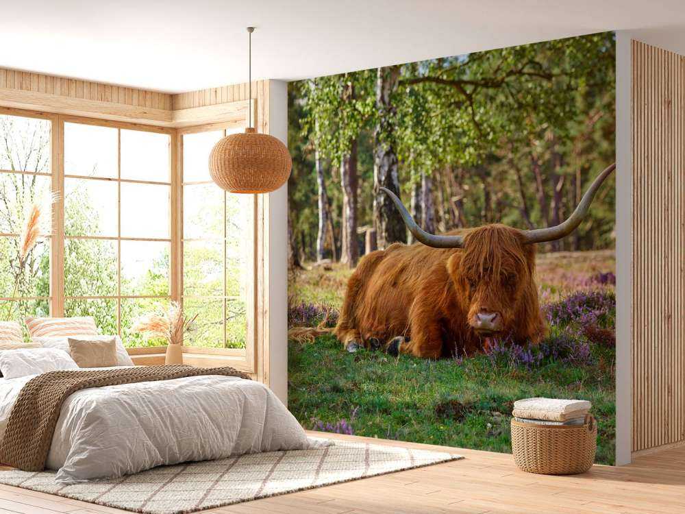 Highlander scozzese a riposo