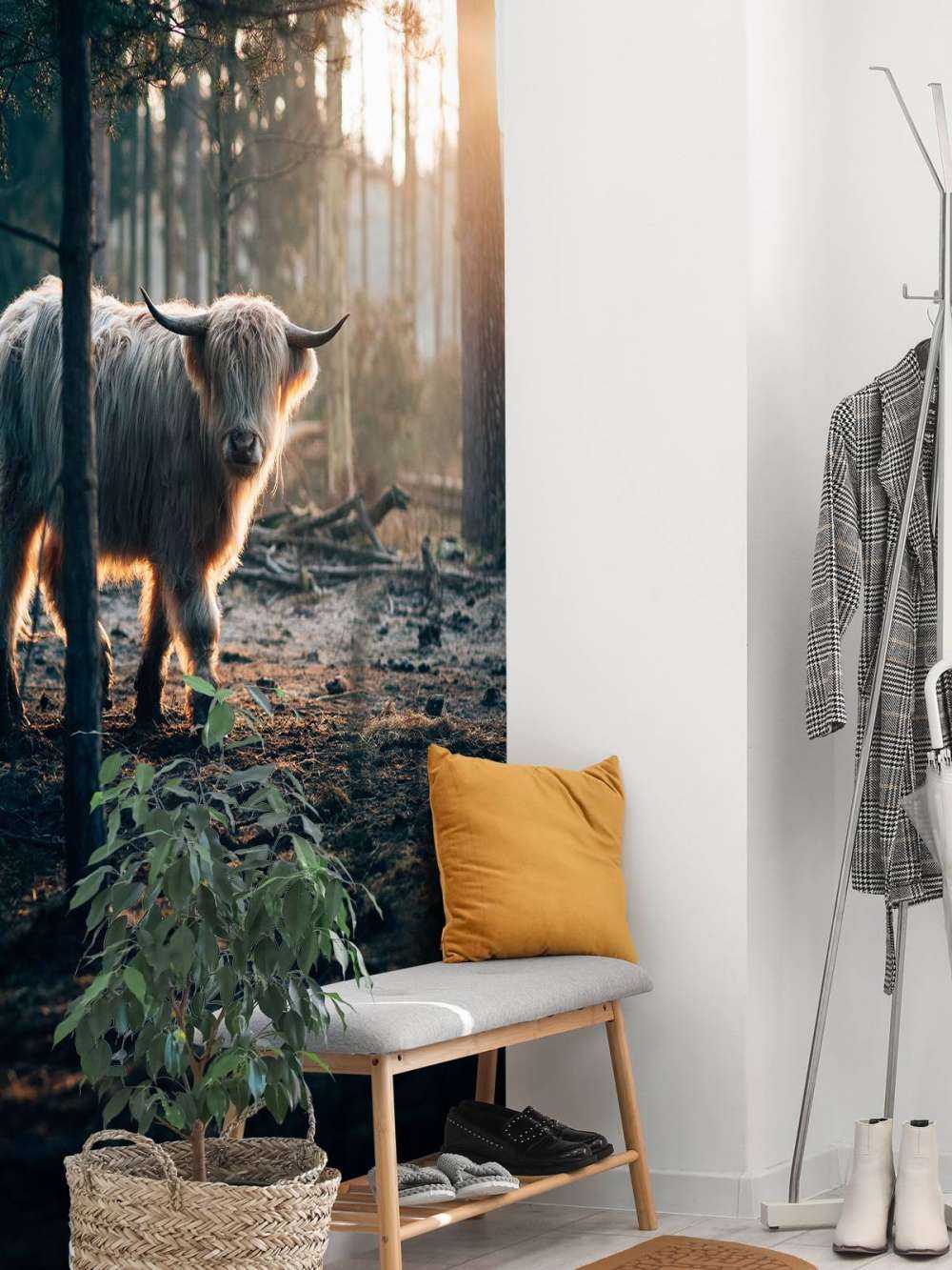 Highlander scozzese bianco