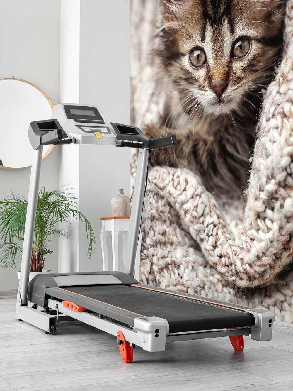 Gatto in una coperta