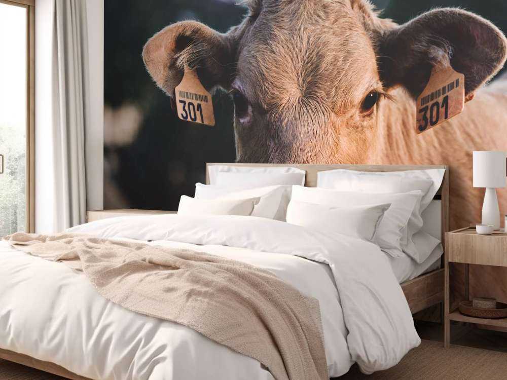 Mucca in primo piano