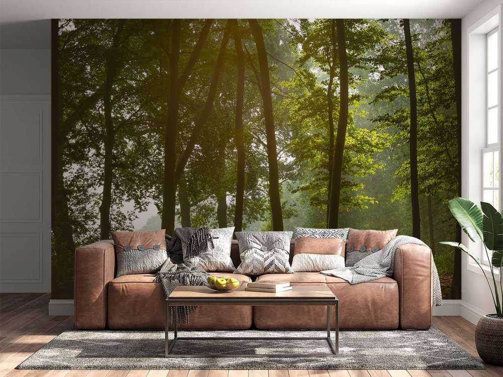 Foresta al sole del mattino