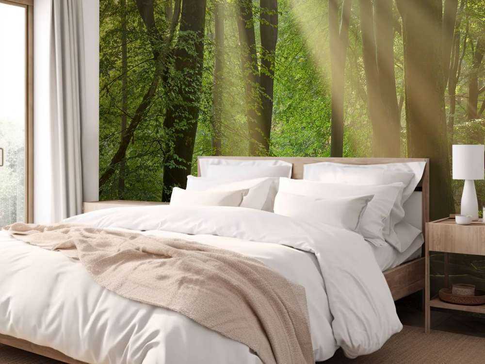 Arpe del sole nella foresta