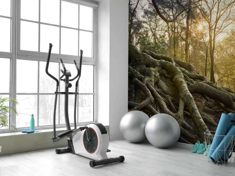 Radici dell'albero sopra il terreno