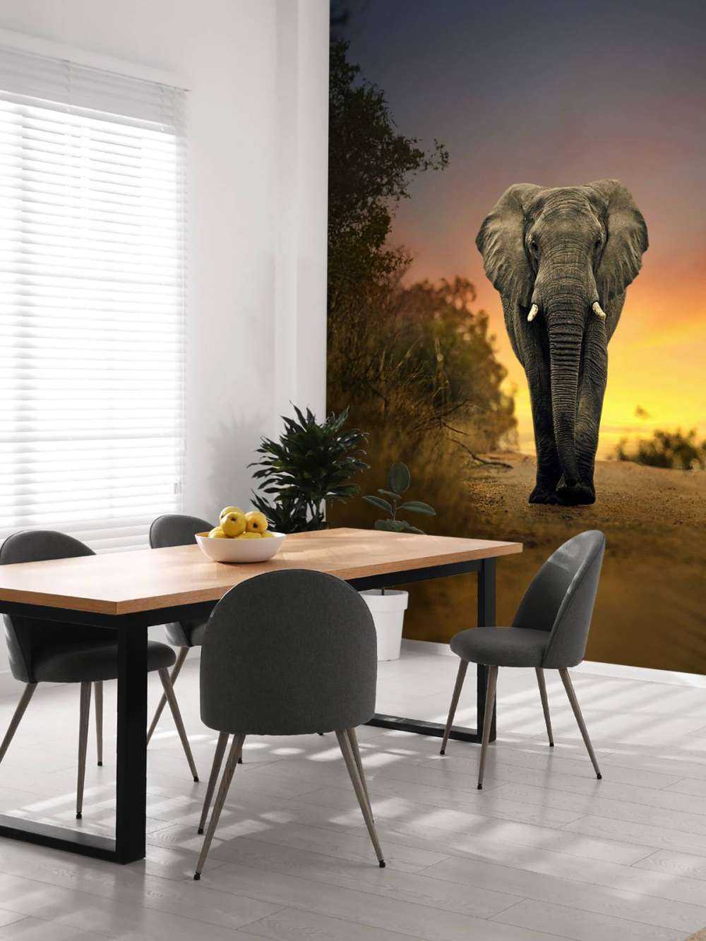 Elefante al tramonto